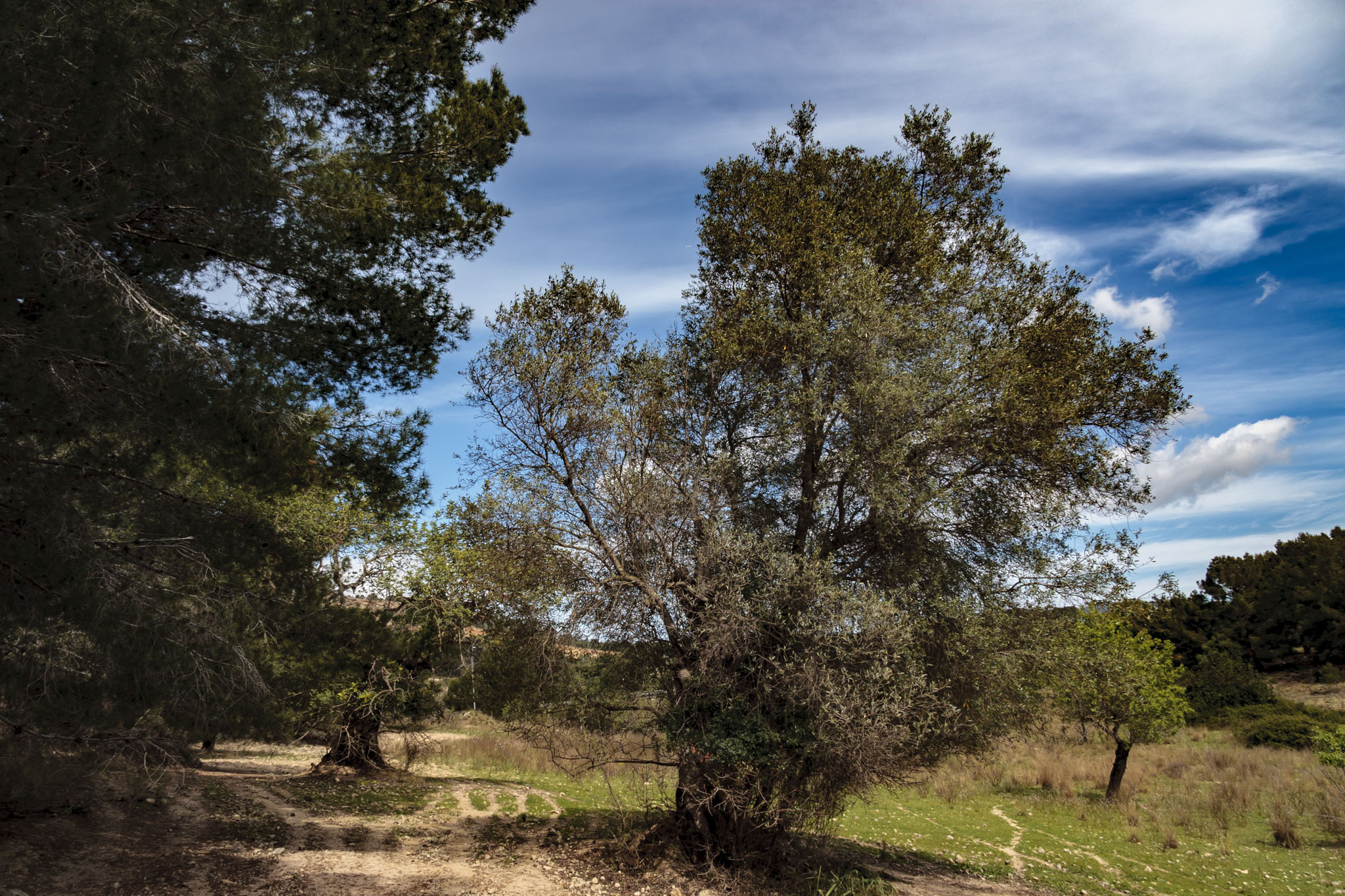 Son Berga, Son Sunyer