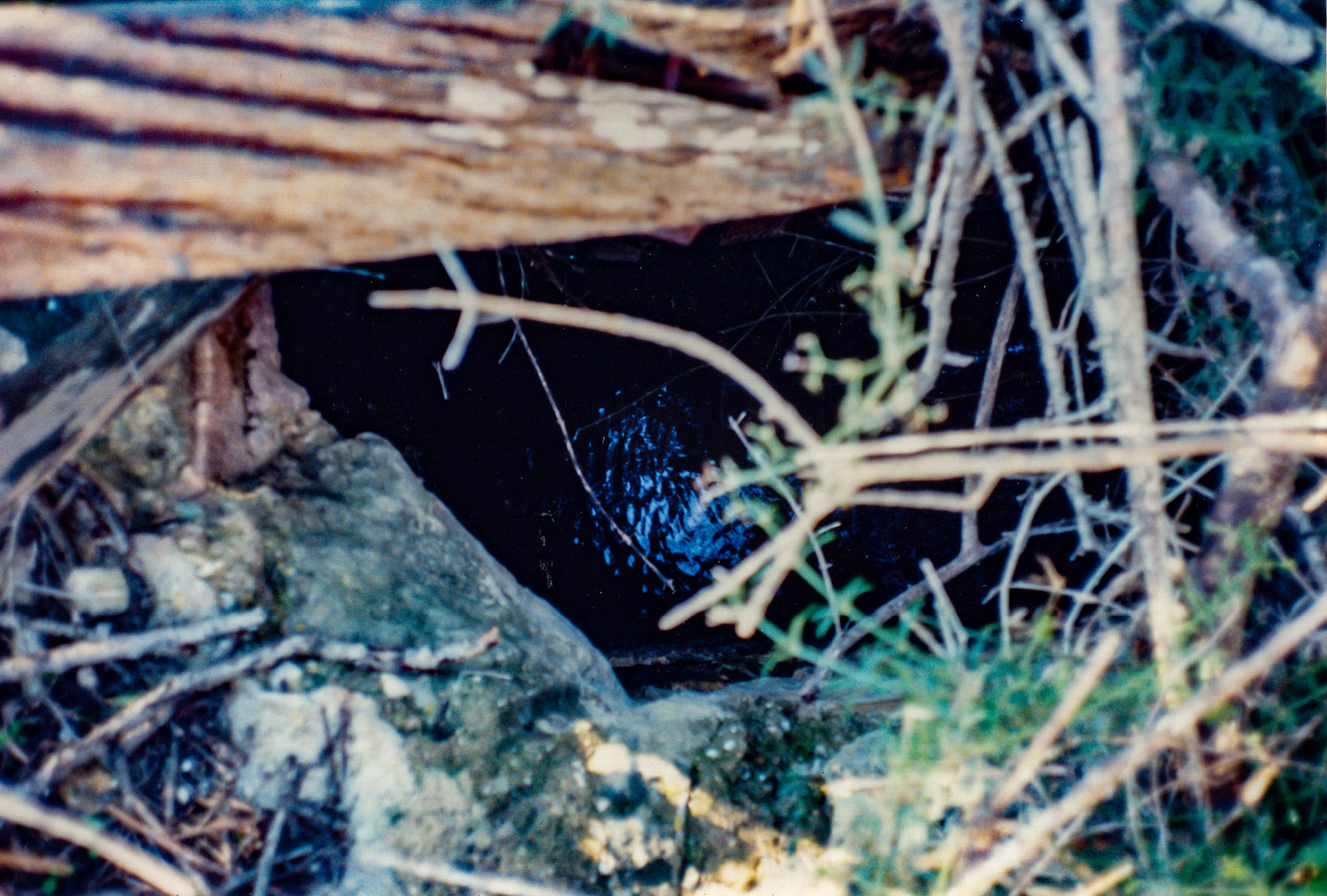 Can Vell, Son Vell, Bellver, Bellveure