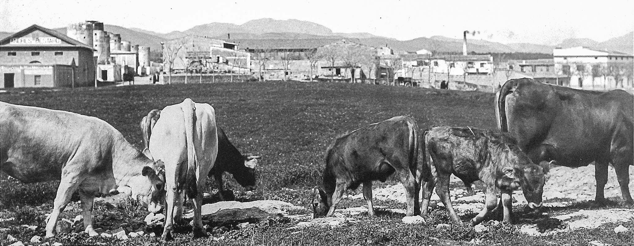 El Camp d'en Barceló, El Camp d'en Fornés