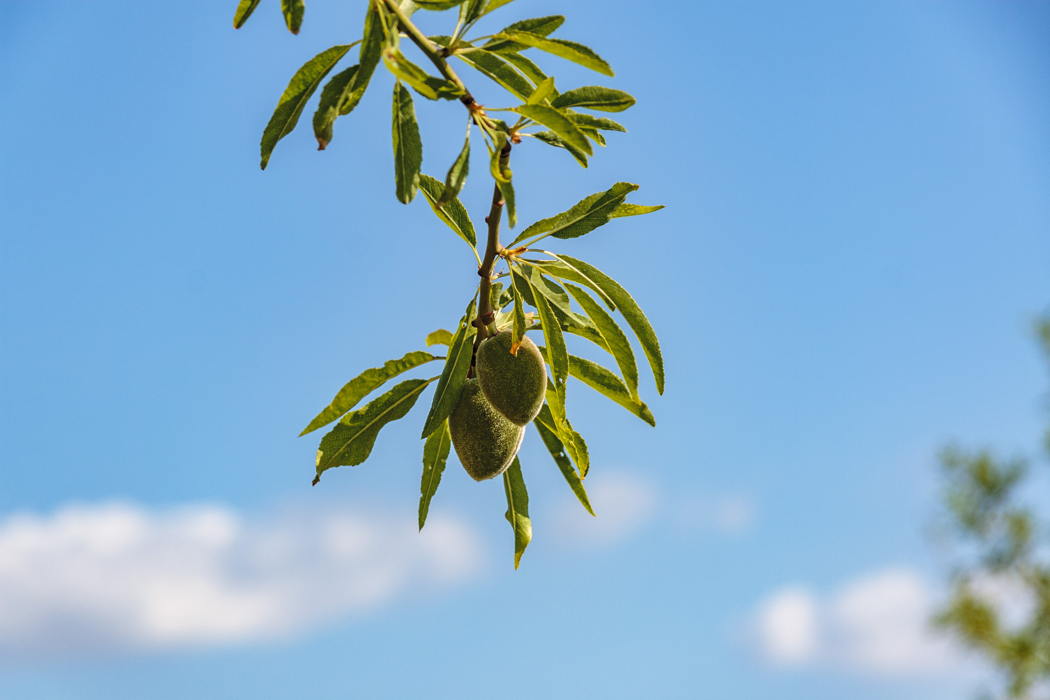 Son Anglada, Rahal Gemila, Biniganella
