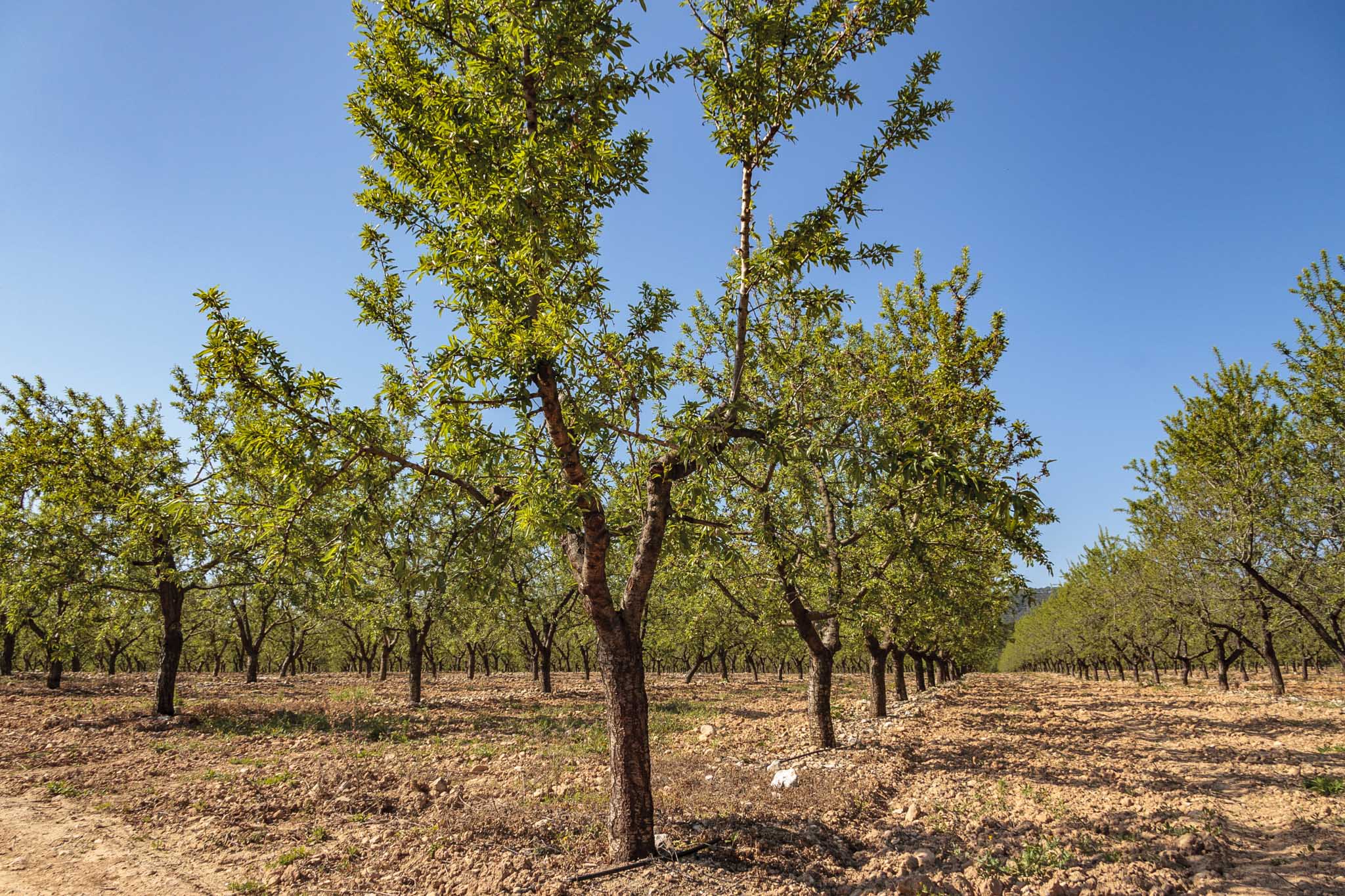 Son Anglada, Rahal Gemila, Biniganella