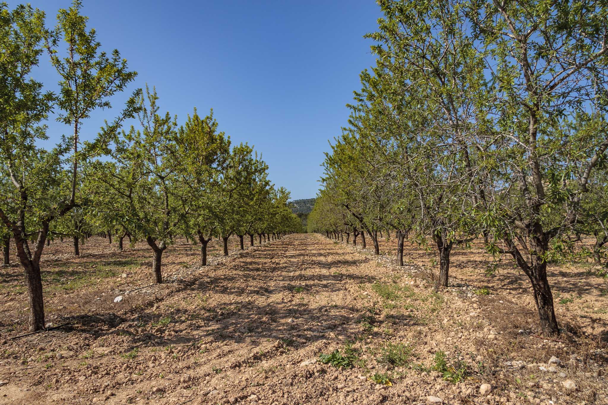 Son Anglada, Rahal Gemila, Biniganella