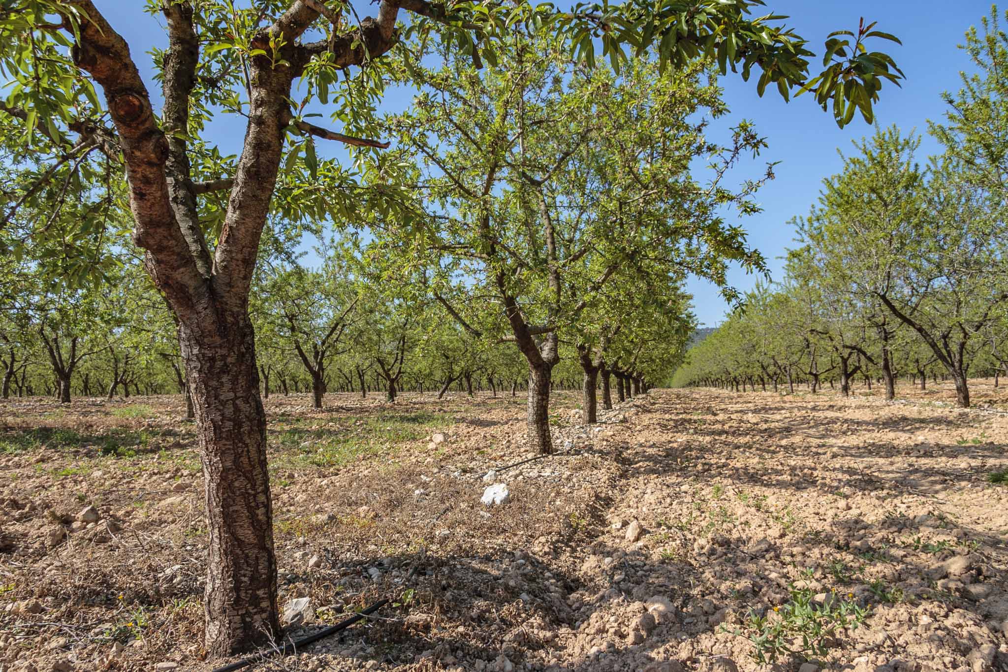 Son Anglada, Rahal Gemila, Biniganella