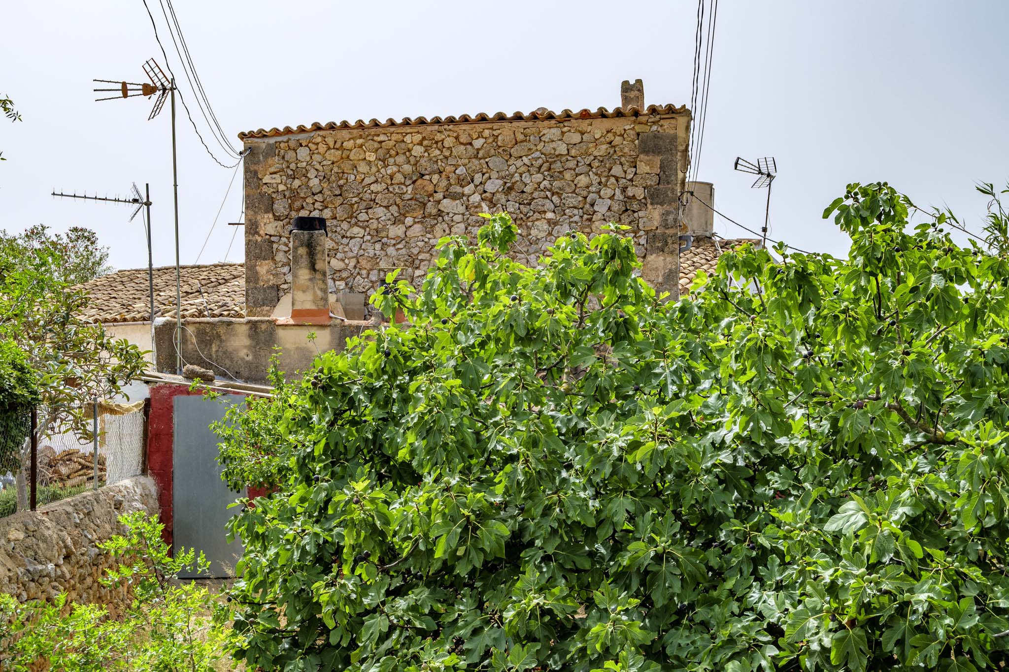 El Galambre