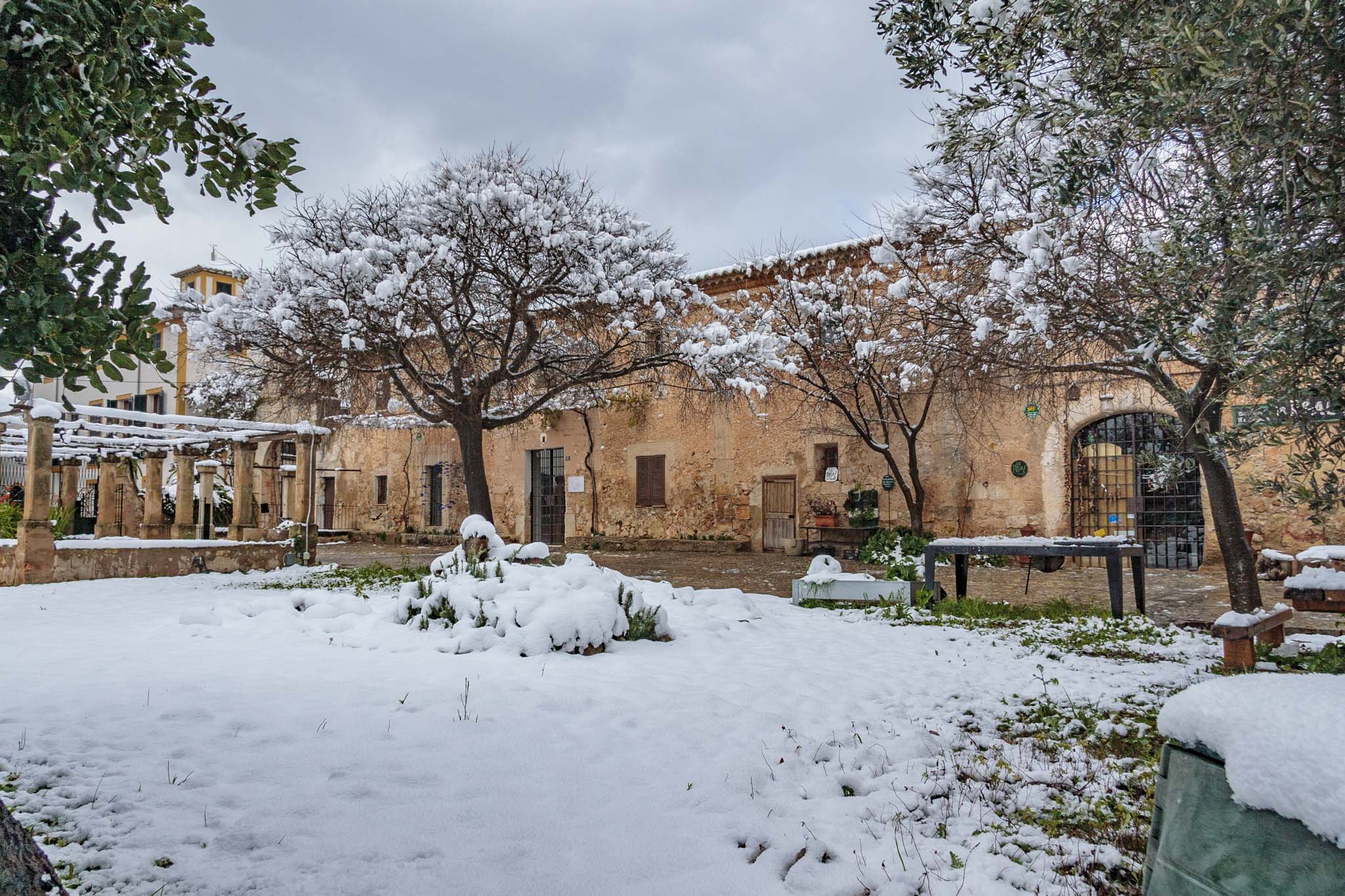 Can Oleo, Les Veles de la Real