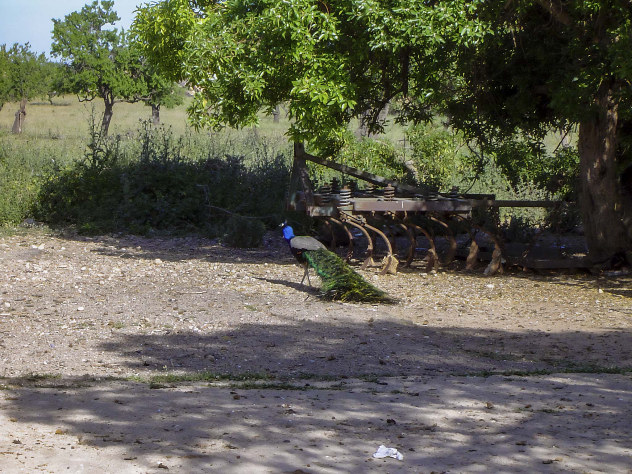 Son Espases, Son Espases Vell, Can Espases, Son Pou