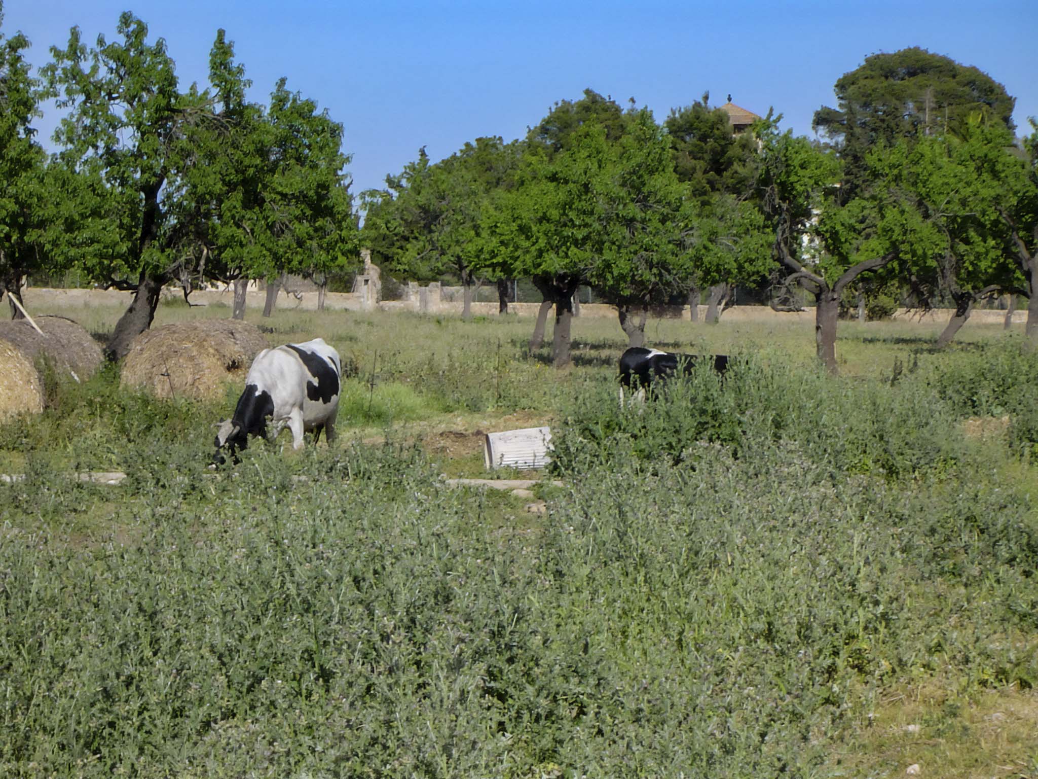 Son Espases, Son Espases Vell, Can Espases, Son Pou