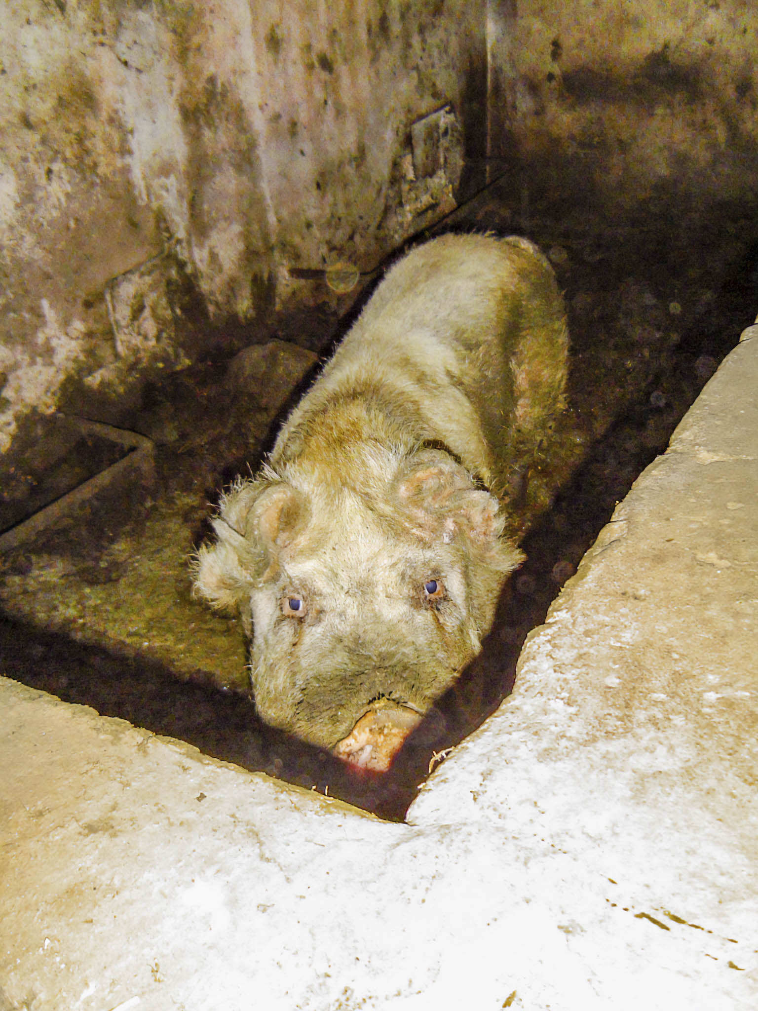 Son Espases Nou, La Vinya d'en Carrió, Can Revell