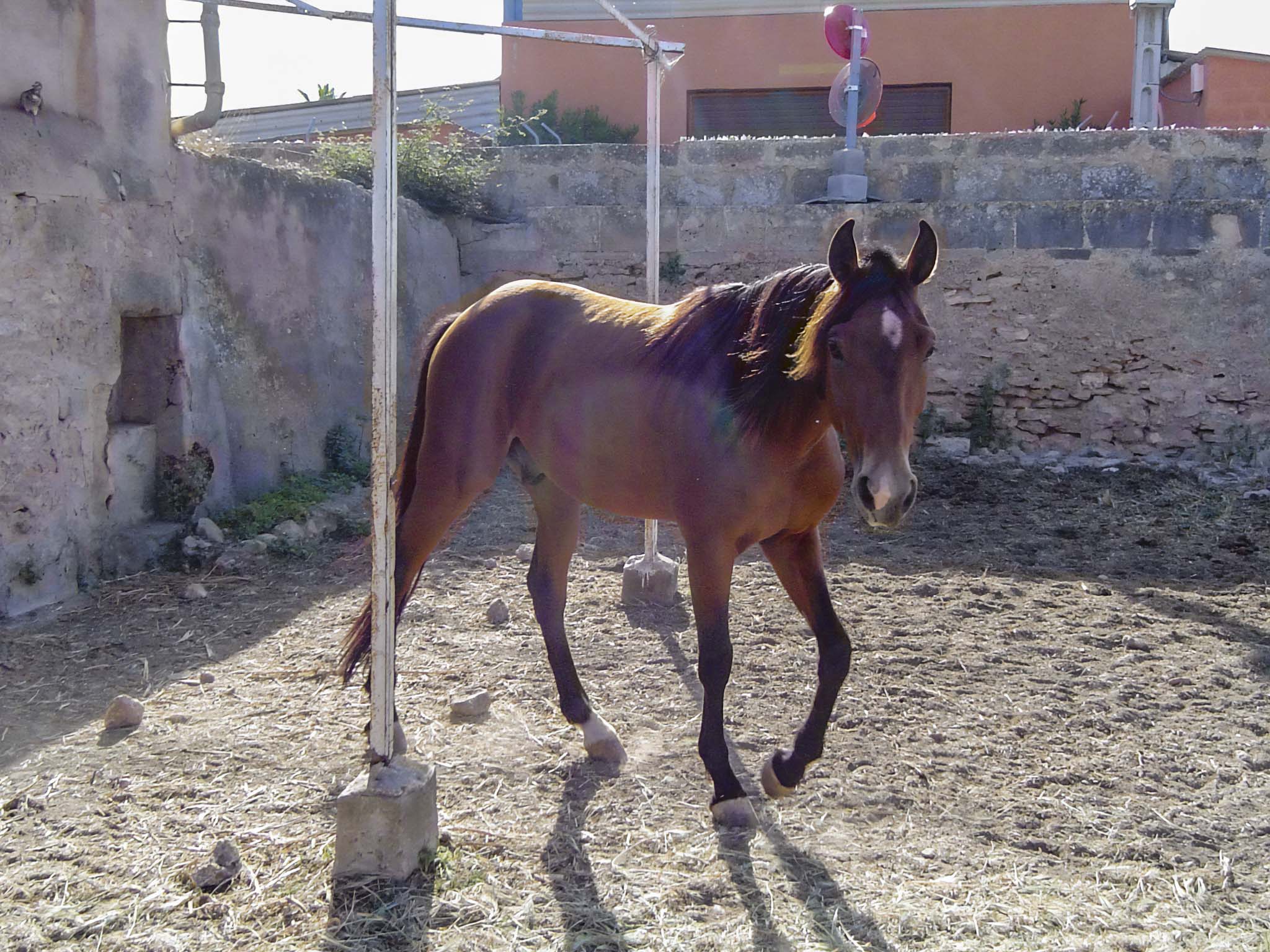 Son Espases Nou, La Vinya d'en Carrió, Can Revell