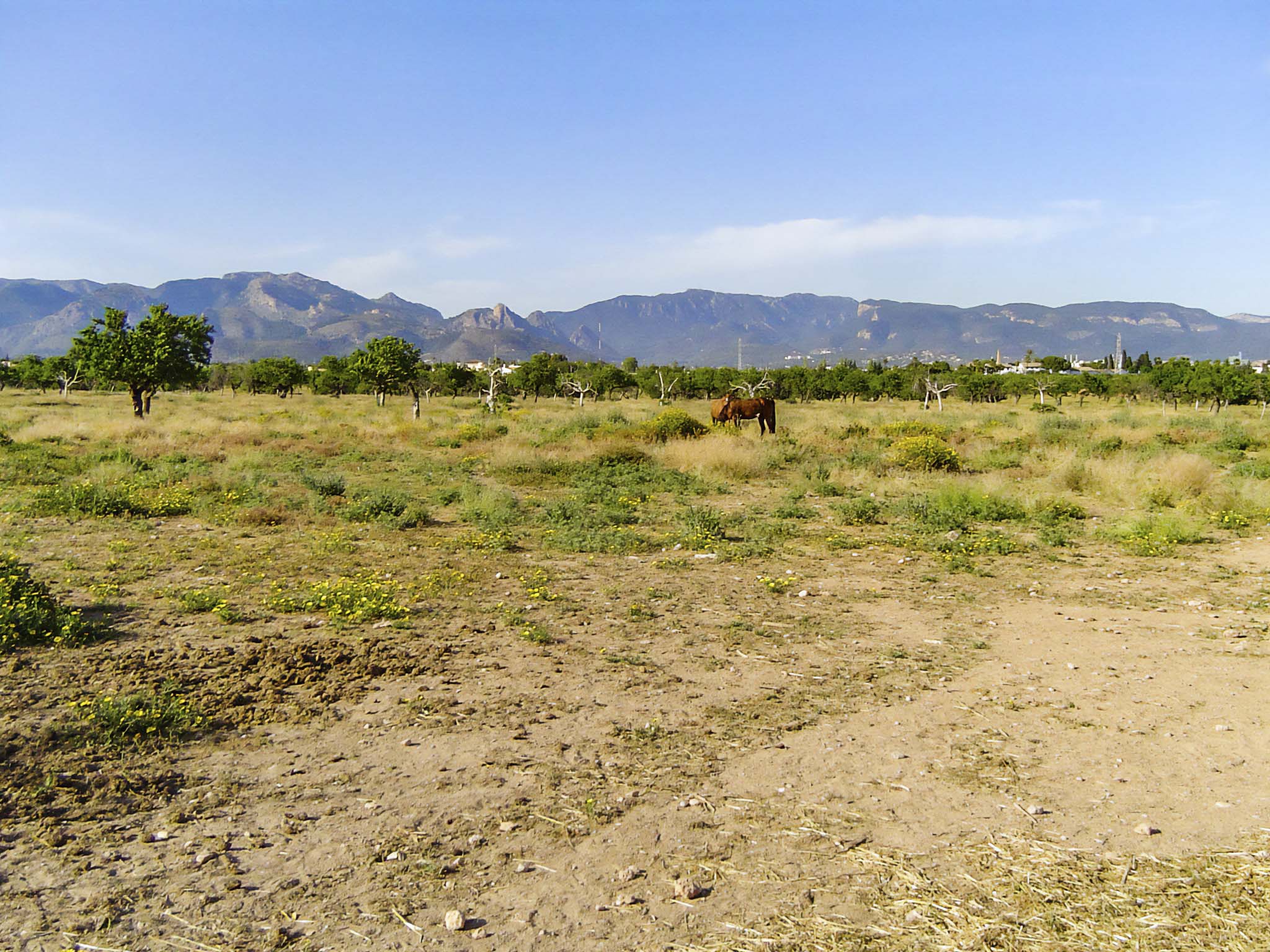 Son Espases Nou, La Vinya d'en Carrió, Can Revell