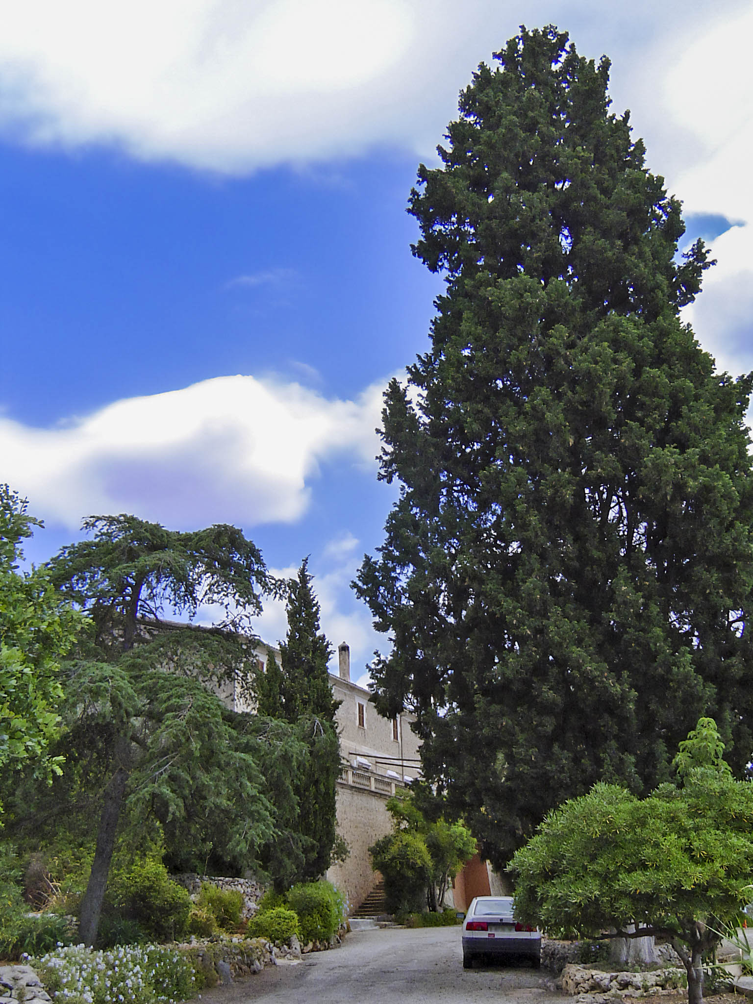 Son Fort, Can Asbert