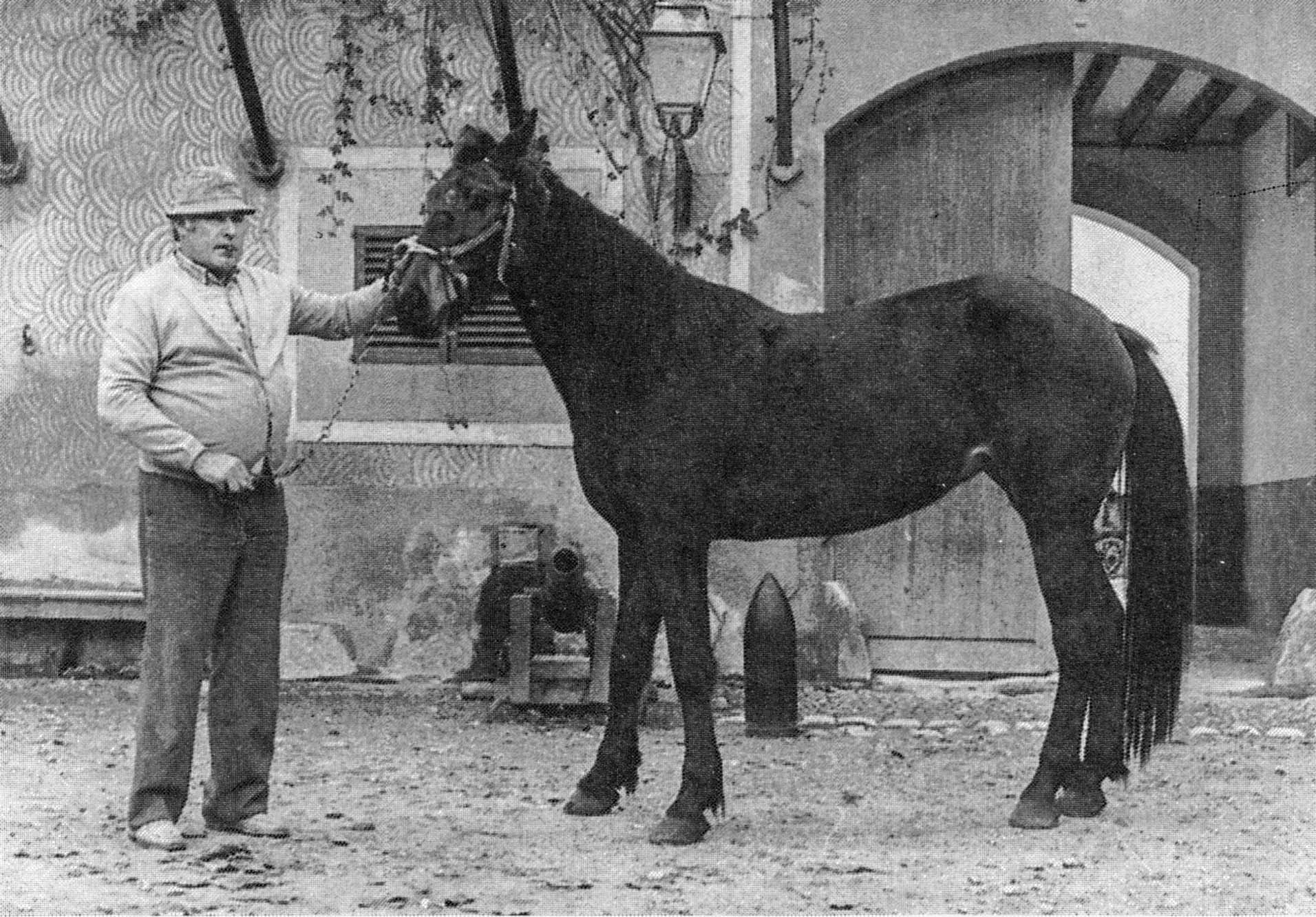 Son Espases Nou, La Vinya d'en Carrió, Can Revell