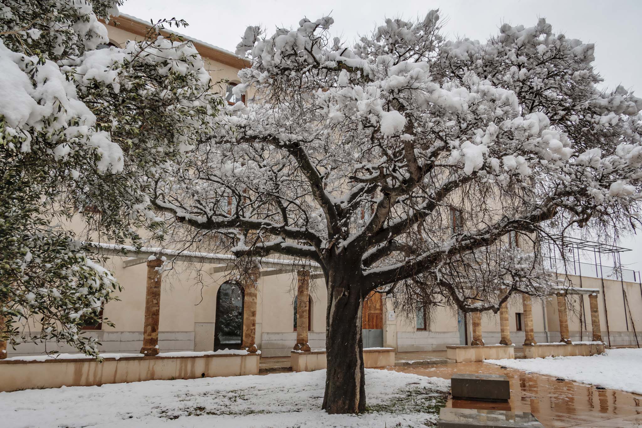 Son Cànaves, Son Cocoví
